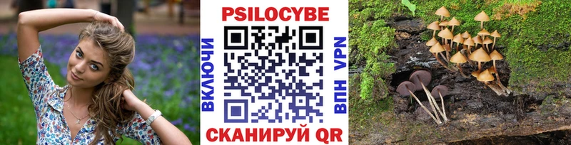 Галлюциногенные грибы Psilocybe  Дубовка 